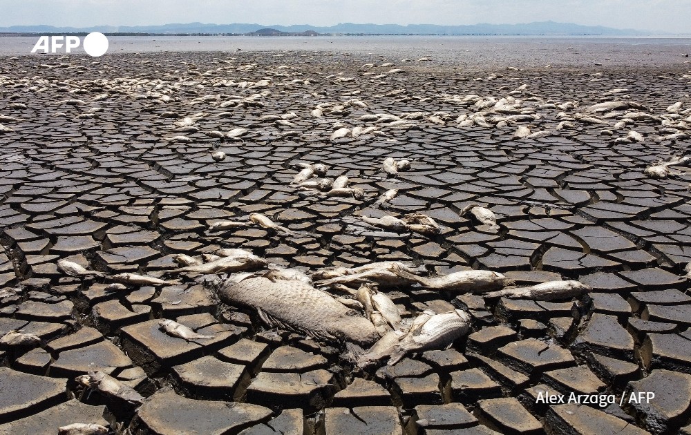 Dead fish due to drought
